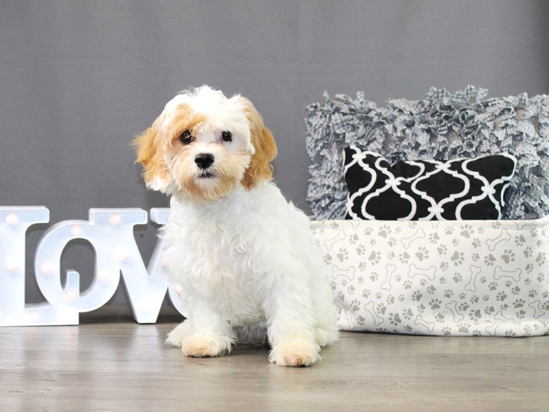Cavachon