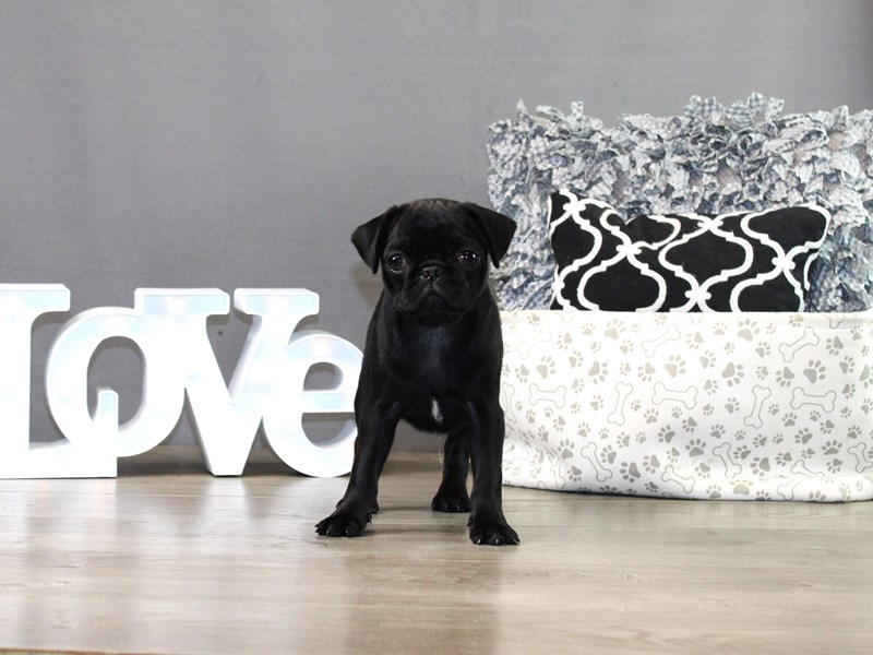 Pug
