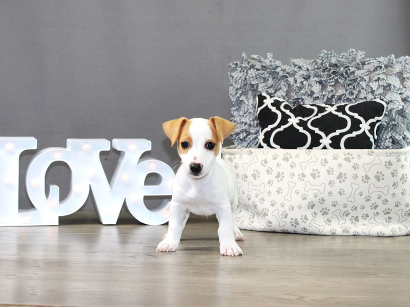 Jack Russell Terrier