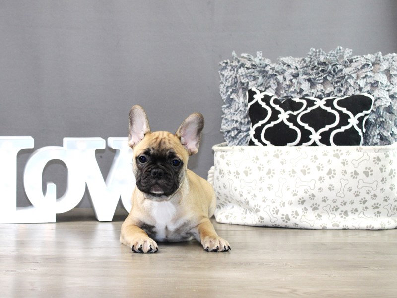 French Bulldog