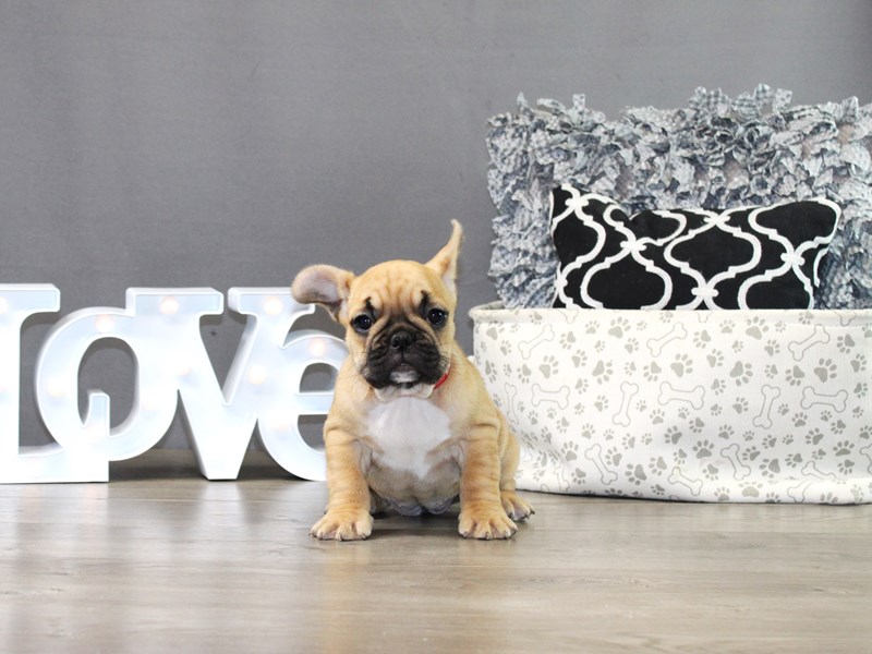 French Bulldog