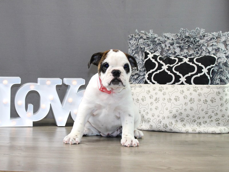 English Bulldog – Ella