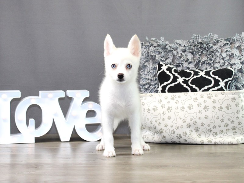 Pomsky