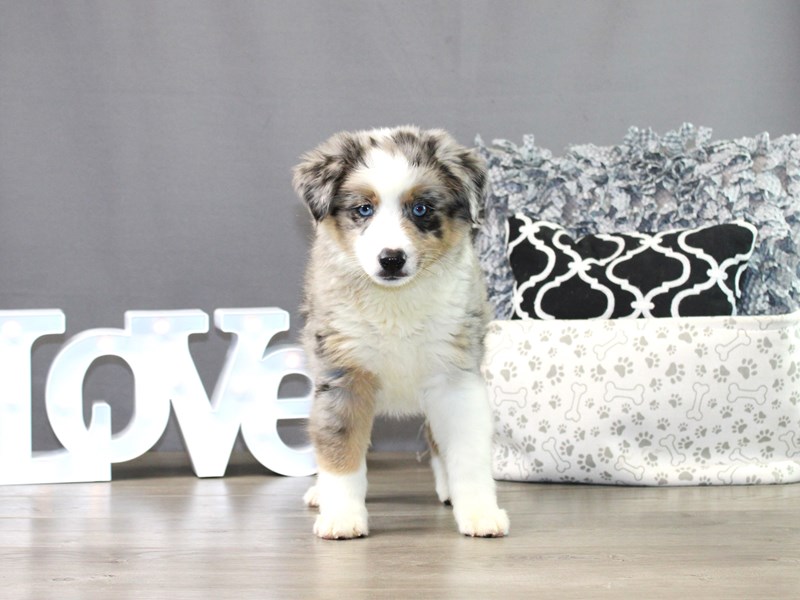 Miniature Australian Shepherd