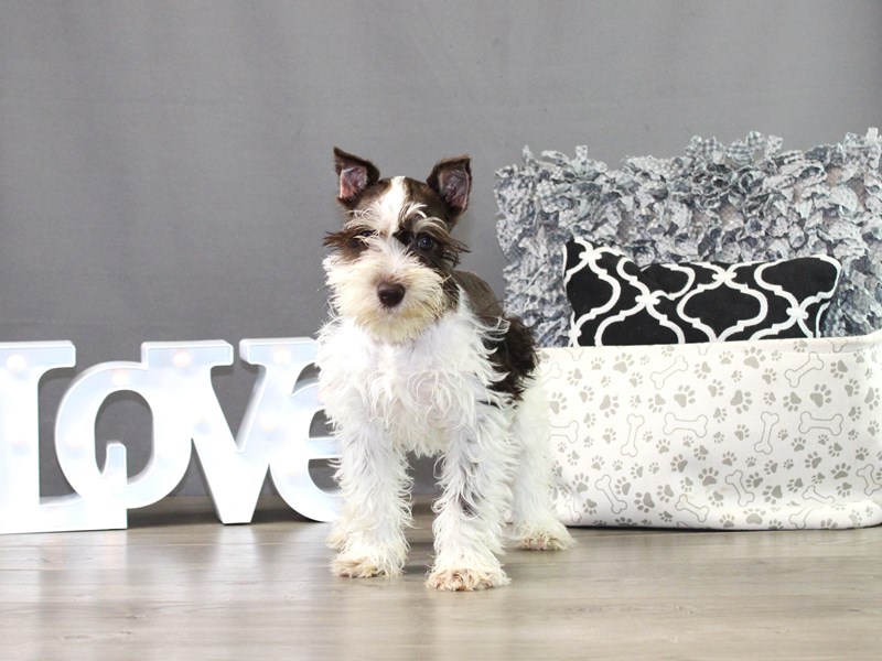Miniature Schnauzer