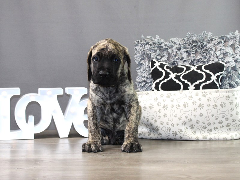English Mastiff
