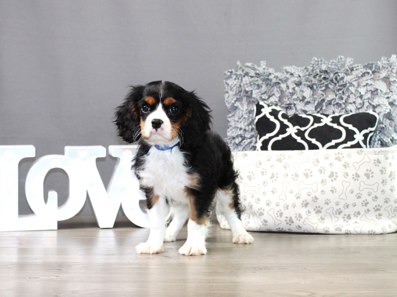 Cavalier King Charles Spaniel