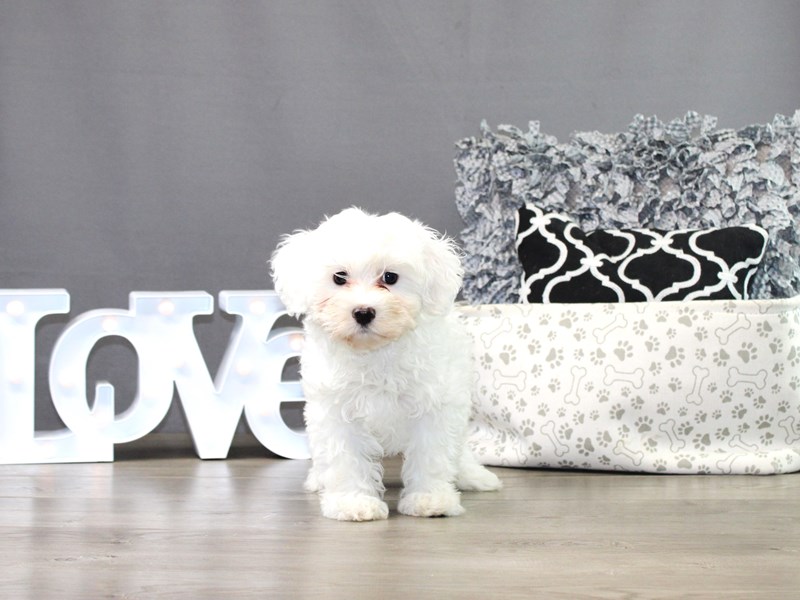 Coton De Tulear