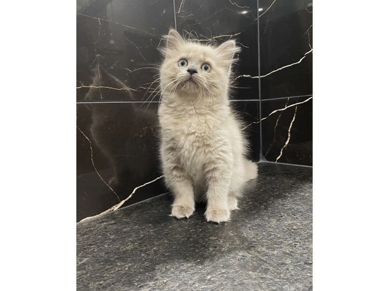 Ragdoll