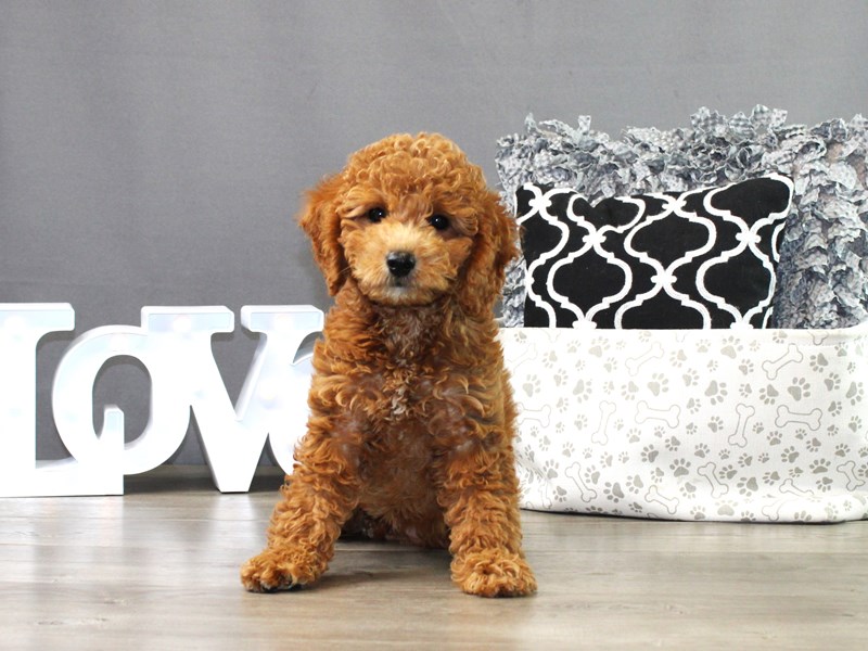 Mini Goldendoodle