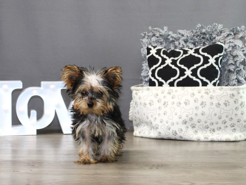 Yorkshire Terrier
