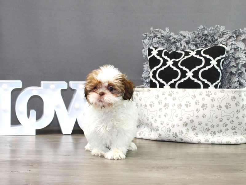 Shih Tzu