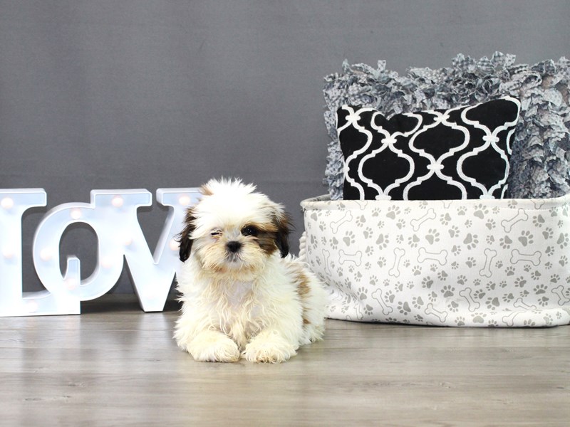 Shih Tzu