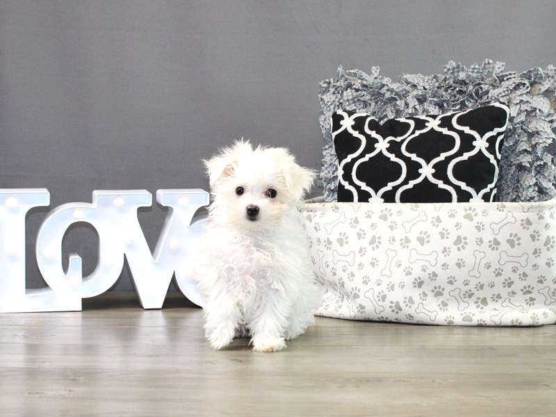Maltese