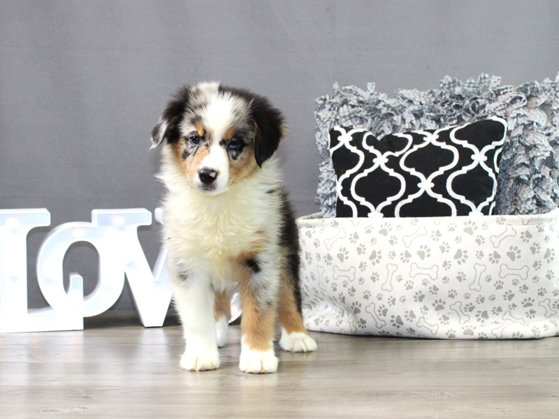 Miniature American Shepherd