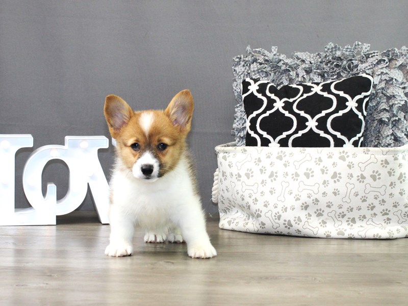 Pembroke Welsh Corgi