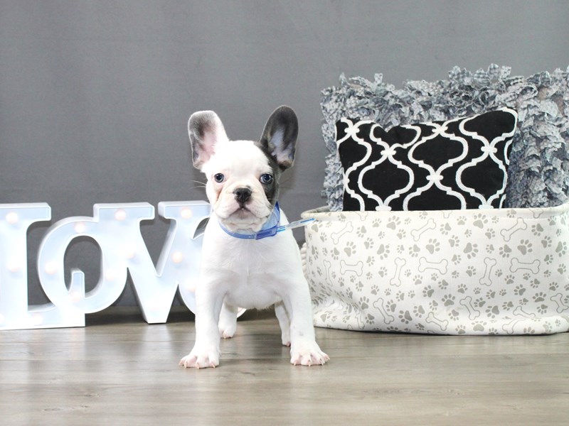 French Bulldog