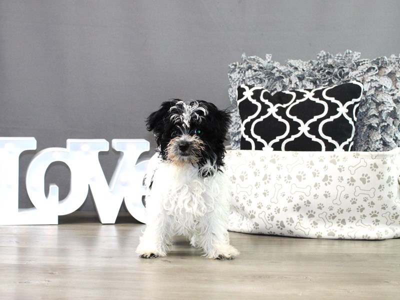 Havanese