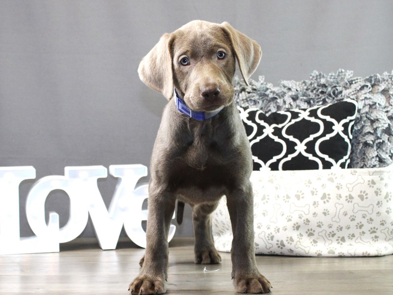 Labrador Retriever