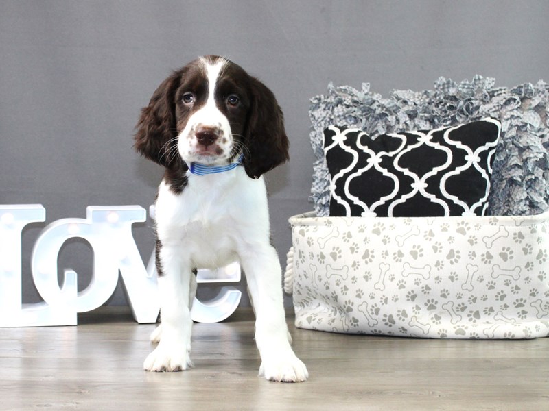 English Springer Spaniel