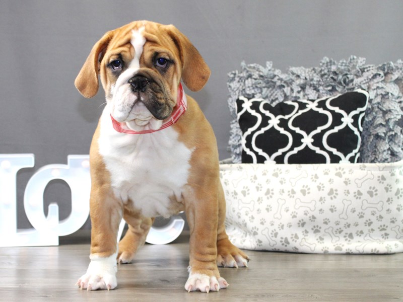 Beabull Bulldog