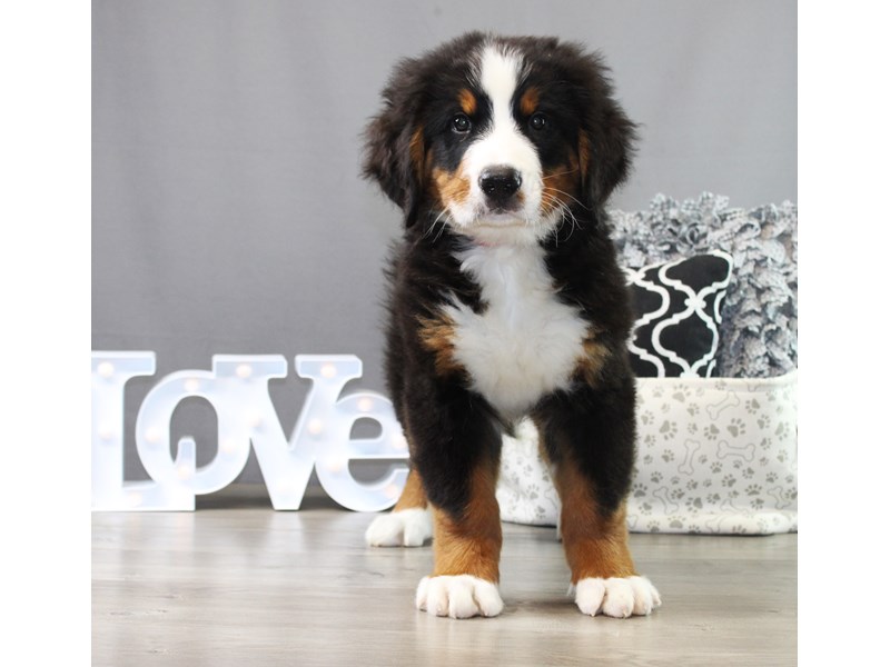 Bernese Mountain Dog