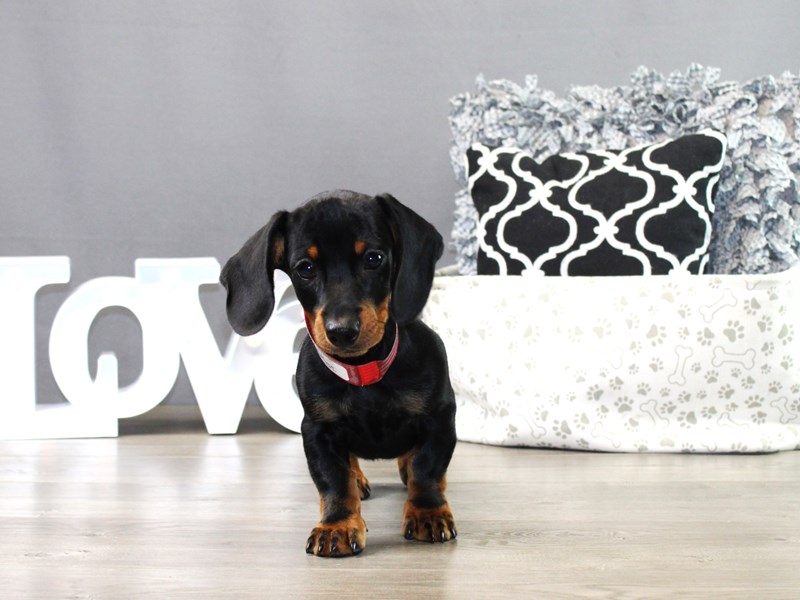 Dachshund