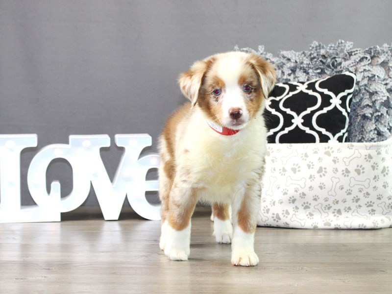 Miniature American Shepherd