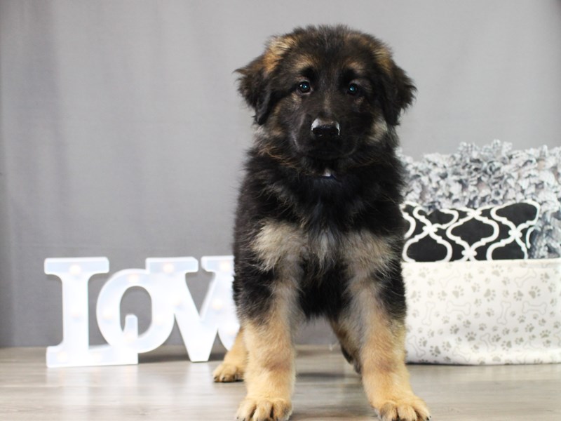 German Shepherd Dog