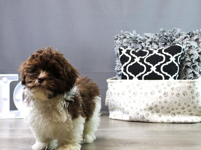 Shih Poo