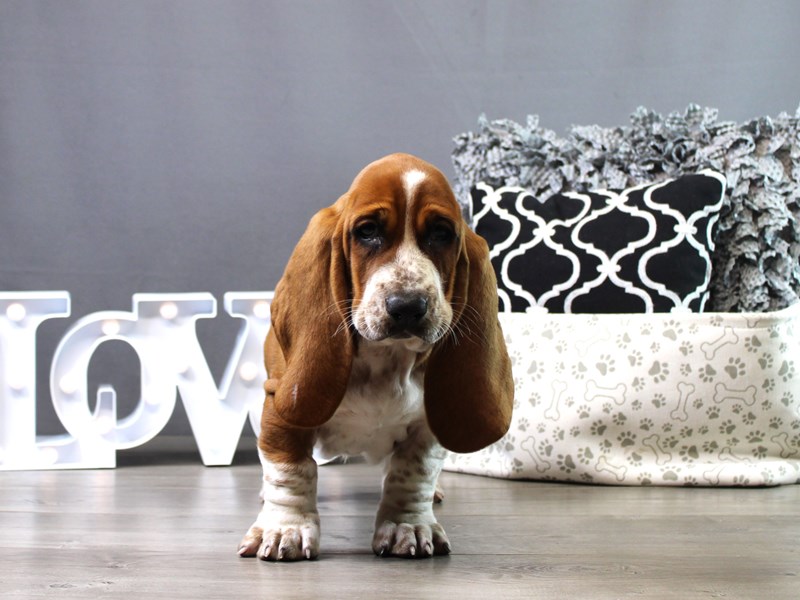 Basset Hound