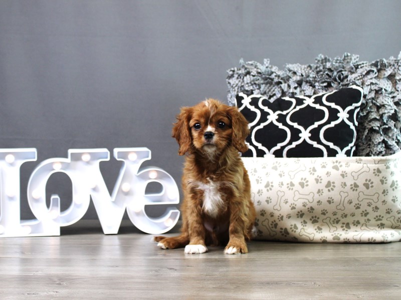 Cavalier King Charles Spaniel