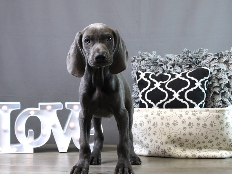 Weimaraner