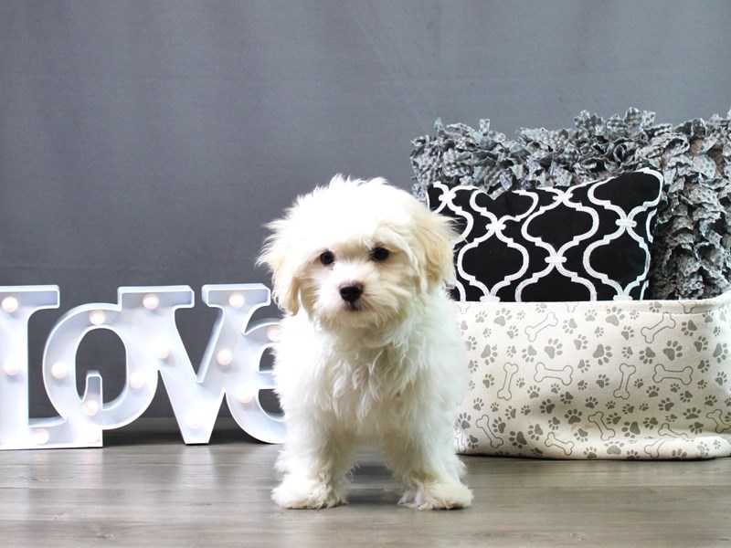 Coton De Tulear