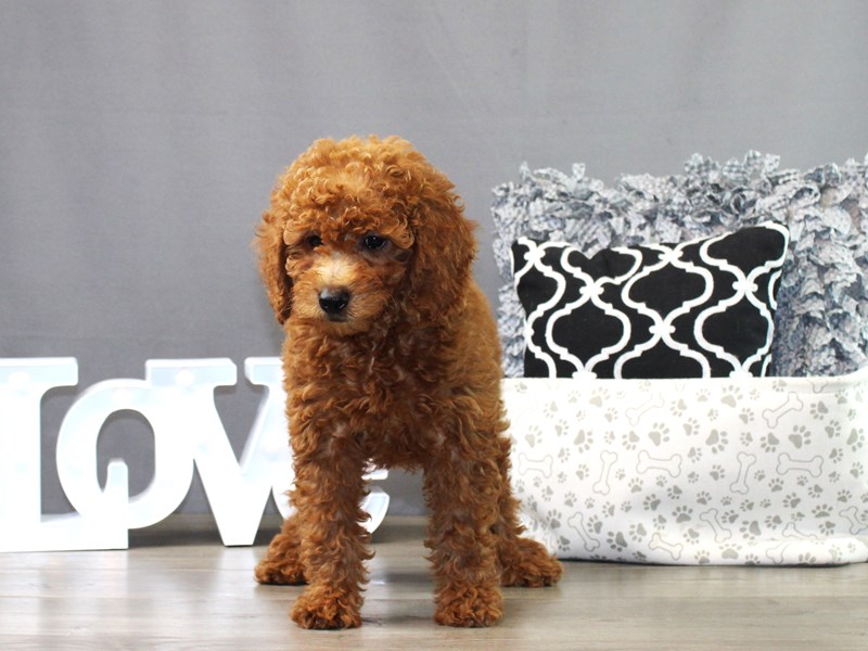 Mini Goldendoodle