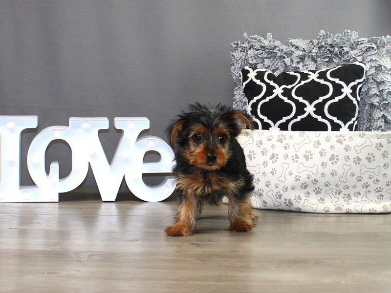 Yorkshire Terrier