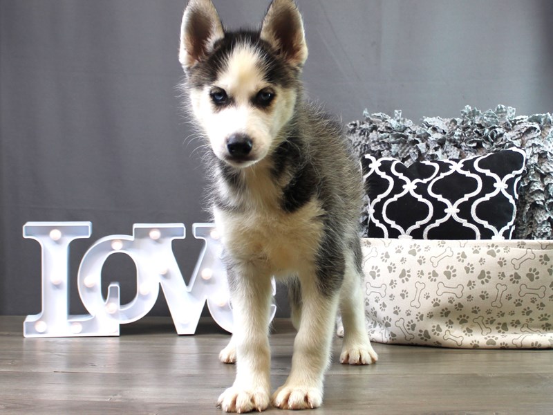 Siberian Husky
