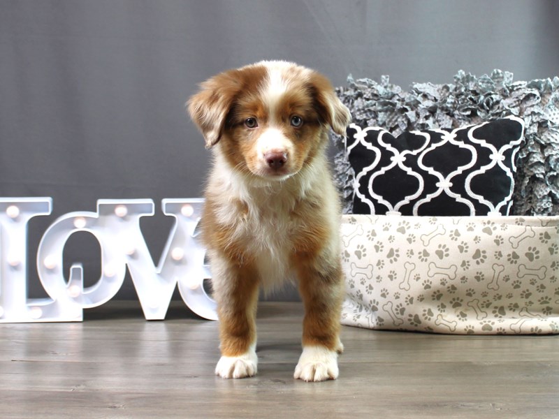 Miniature American Shepherd