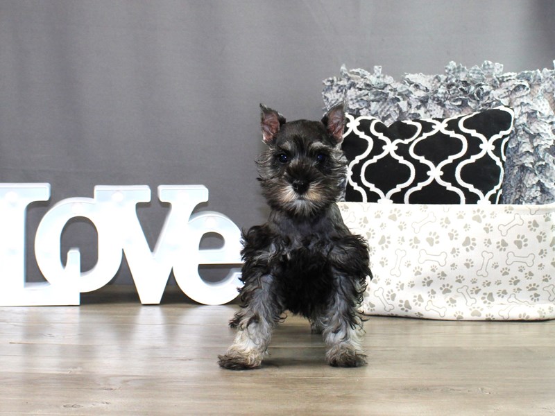 Miniature Schnauzer