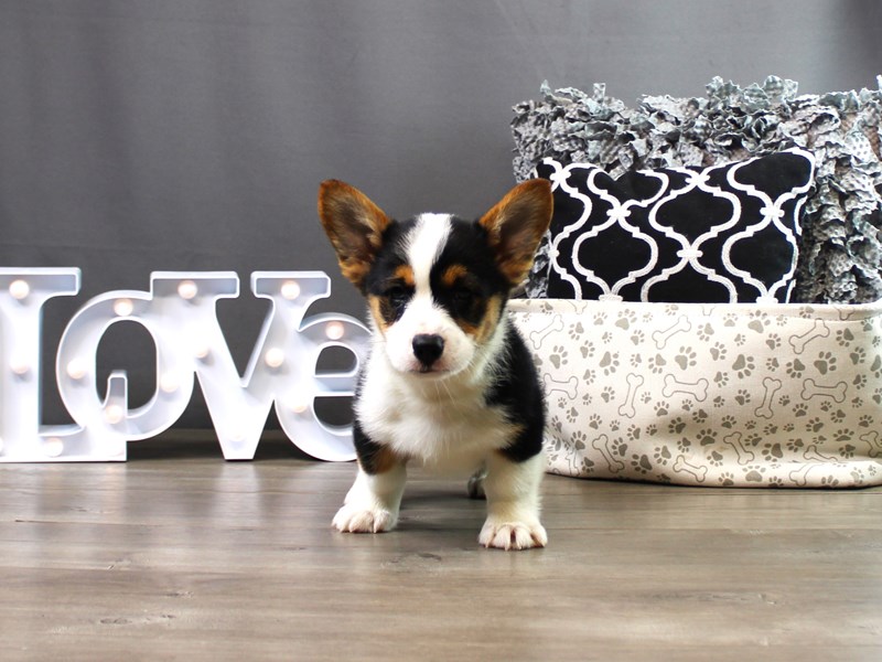 Pembroke Welsh Corgi