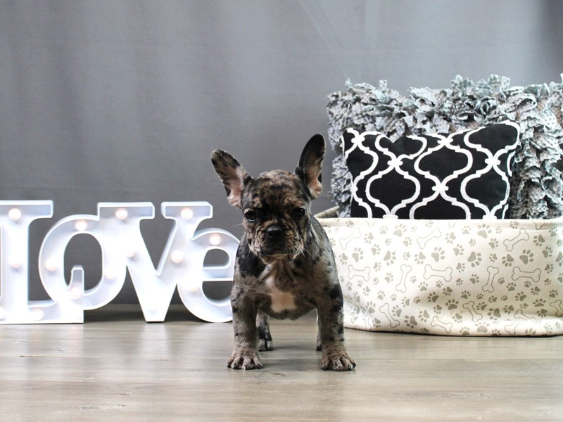 French Bulldog