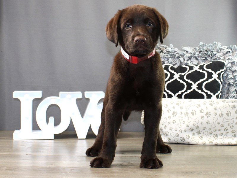 Labrador Retriever