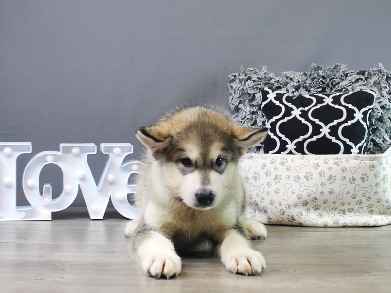Alaskan Malamute