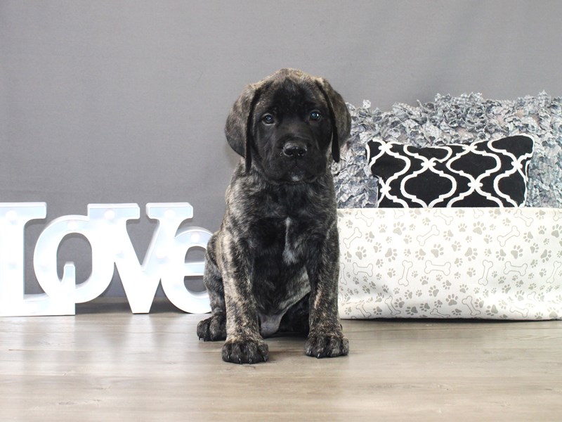 English Mastiff