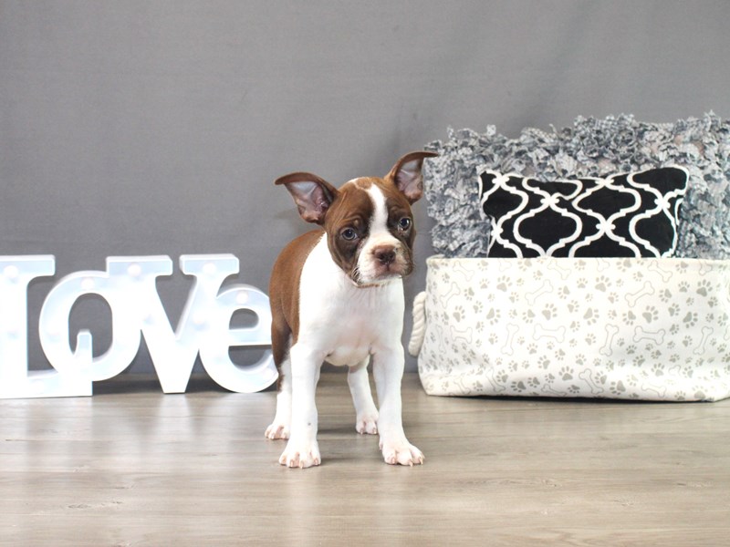 Boston Terrier – chocolate chip