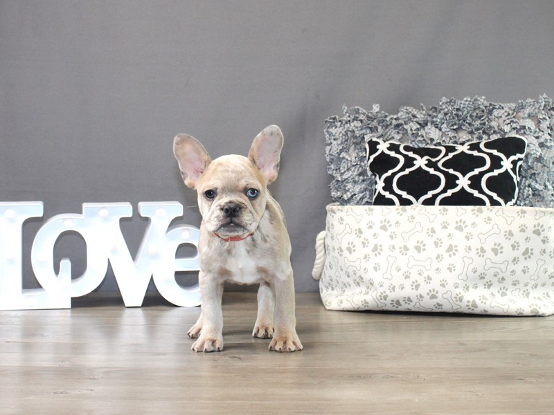 French Bulldog – Sparkle McMuffin