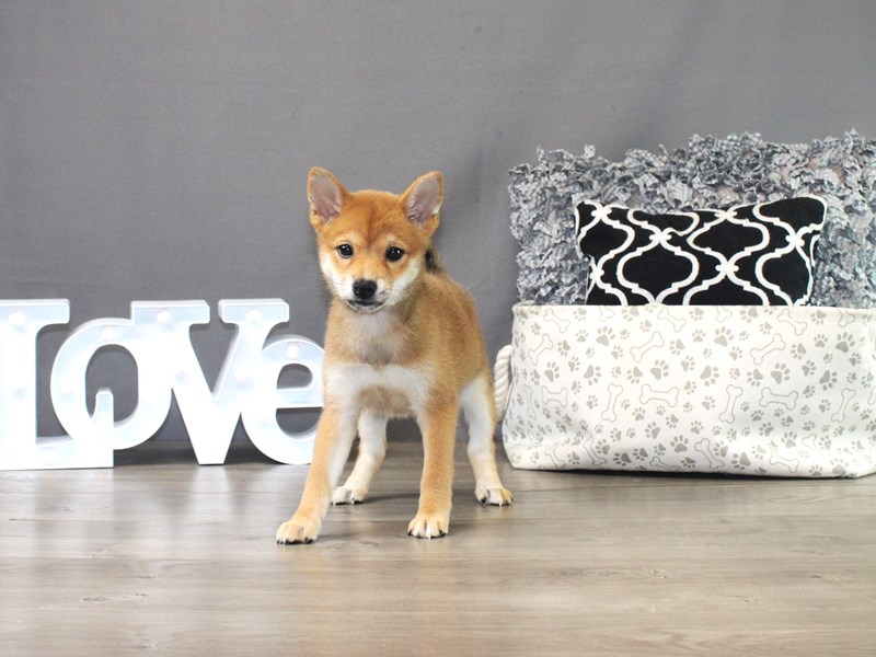 Shiba Inu – Shiva