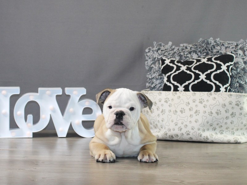 English Bulldog