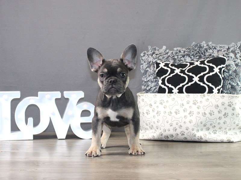 French Bulldog