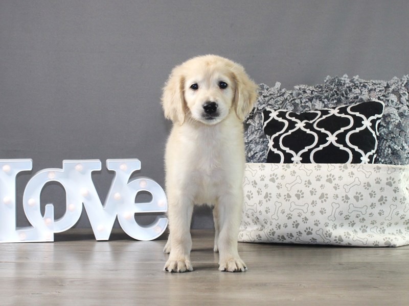 Golden Retriever